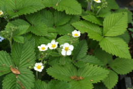 Fragaria moschataGrote bosaardbei bestellen